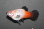 Platy Wailtail Silver